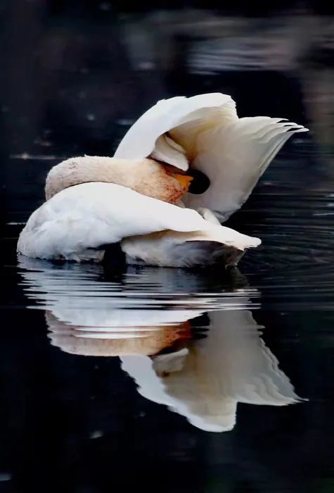 一平如鏡的湖水,一隻潔白的天鵝在湖面上悠閒地遊弋,時而撲打著翅膀