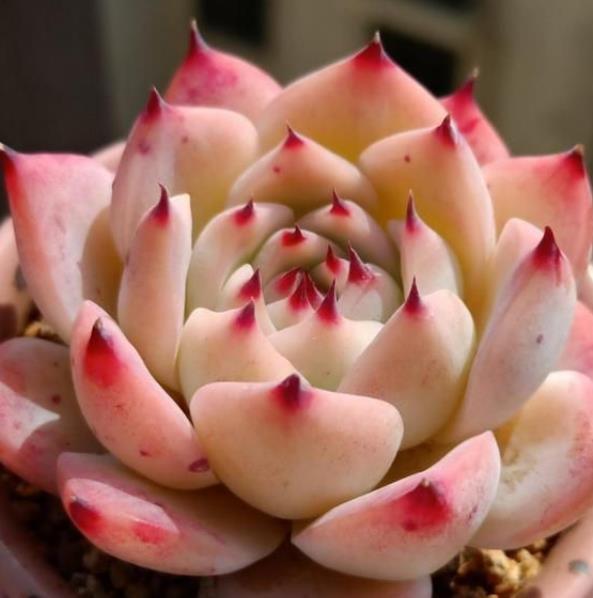 被拉下神坛的3种网红多肉,皮实好养惹人爱,哪种是你钟爱的?