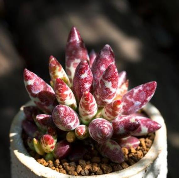 被拉下神坛的3种网红多肉,皮实好养惹人爱,哪种是你钟爱的?