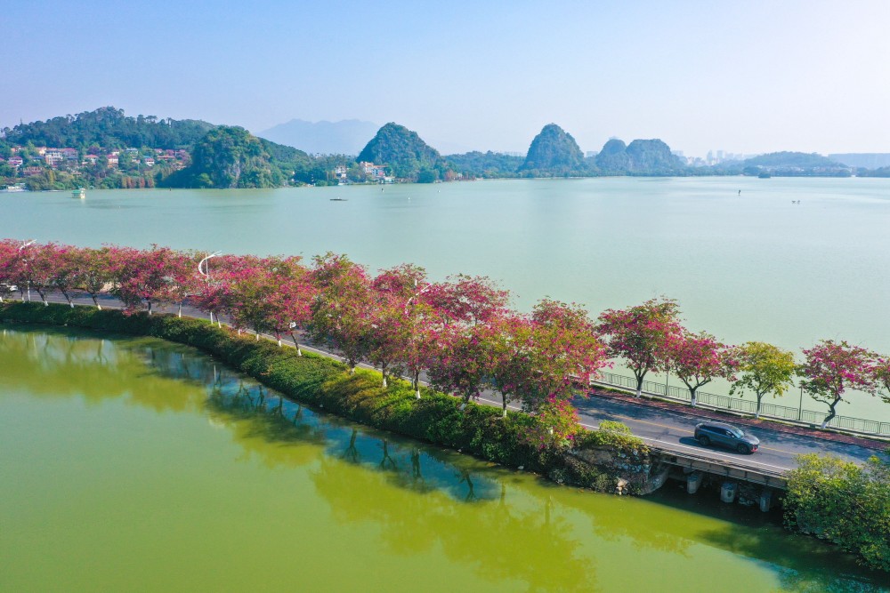 一年一度肇庆这条紫荆路又红了