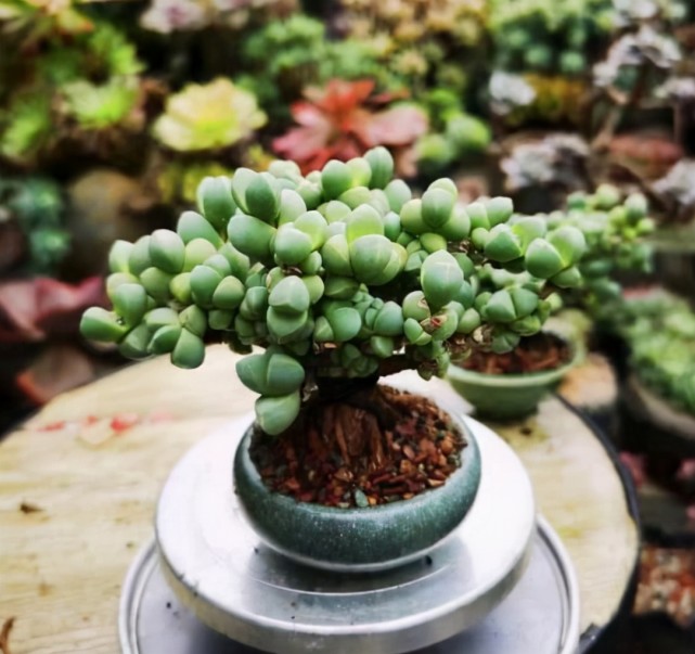 养了5年的鹿角海棠5年后塑长成老桩盆景