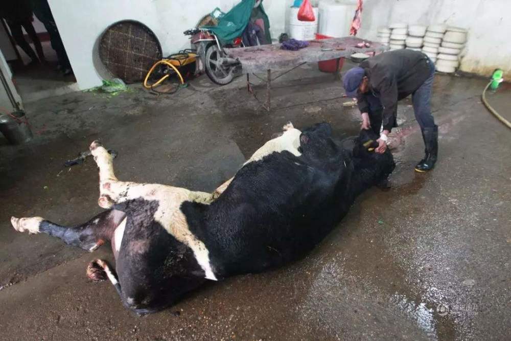 回民在处理牛肉的时候,宰杀的方式和我们就不同,我们杀牛,总是拿大