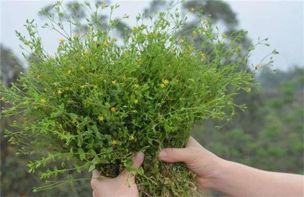 被称七寸金你或许在田边见过却不知其价值老农常采回家