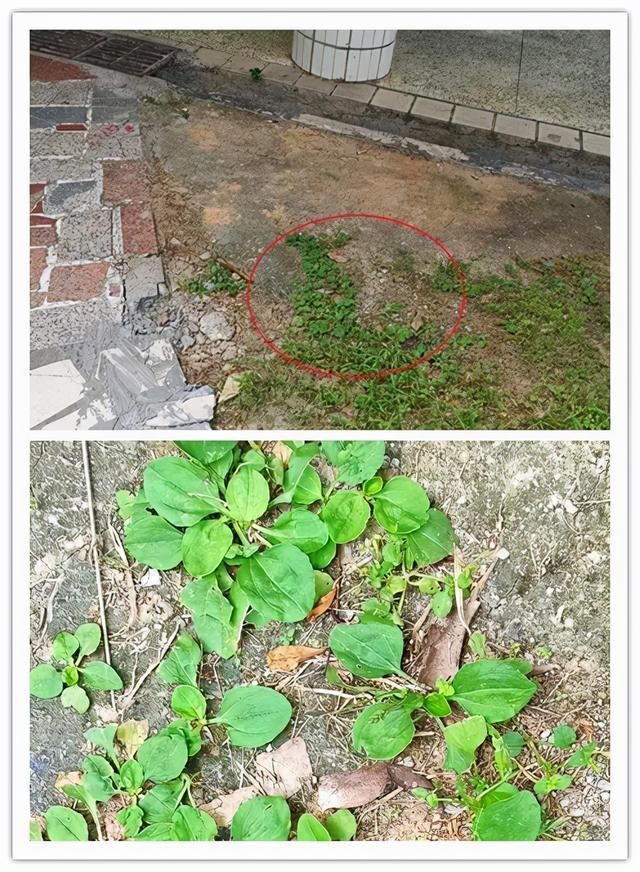 房前屋后的草药,你认识几种?_腾讯新闻 房前屋后的草药,你认识几种?_腾讯新闻