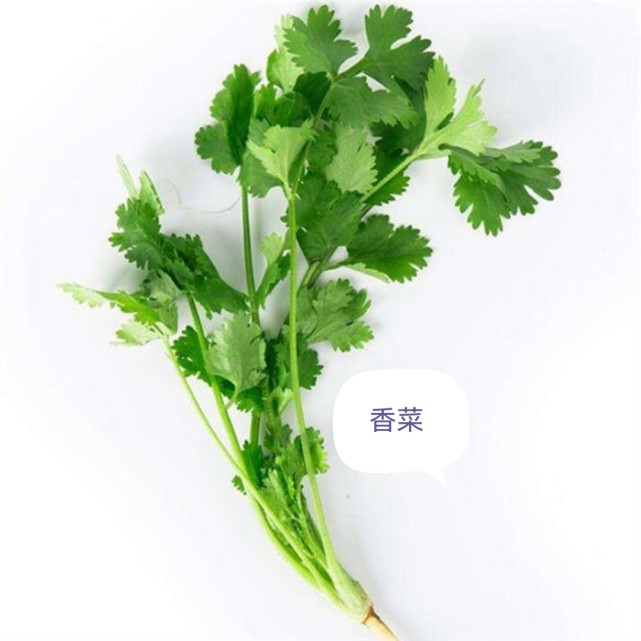 中药古今研究:香菜(芫荽)