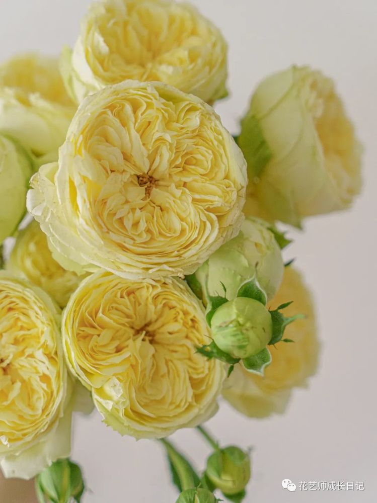 43|奥斯汀凯特琳娜玫瑰,可可爱爱奶黄包!