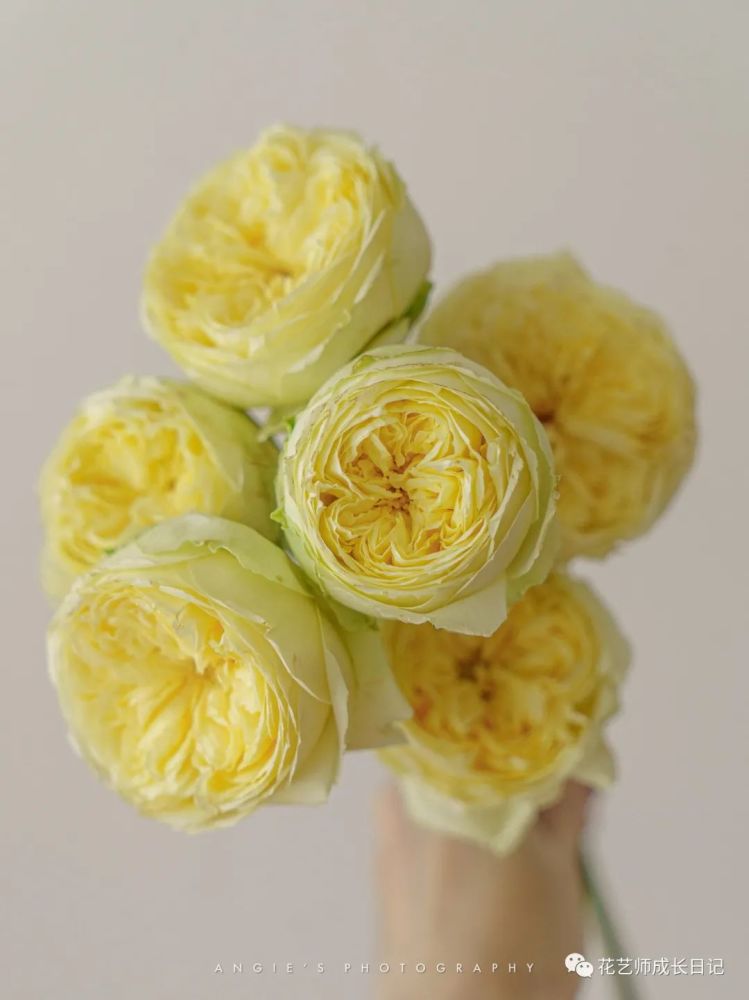 43|奥斯汀凯特琳娜玫瑰,可可爱爱奶黄包!