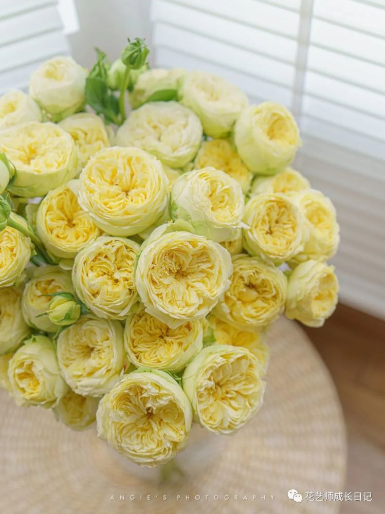 43|奥斯汀凯特琳娜玫瑰,可可爱爱奶黄包!