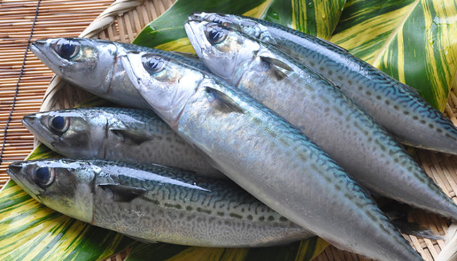 营养美味的鲐鱼