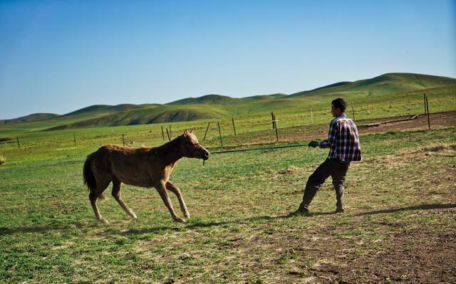锡林郭勒大草原上有一对幸福的小夫妻,他们劈柴喂马,生活如诗