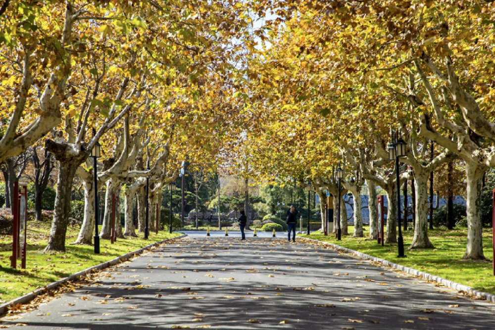 道路包括长征东路,长征西路,史可法东路和史可法西路,共计有法桐452棵