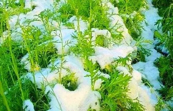 这种菜叫雪才摘下雪才能吃钙量是牛肉3倍才2毛一斤
