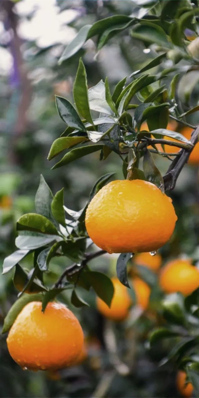 游眉山|恍然暮秋至,静候冬日归,抓紧时间赏秋景,寻秋味