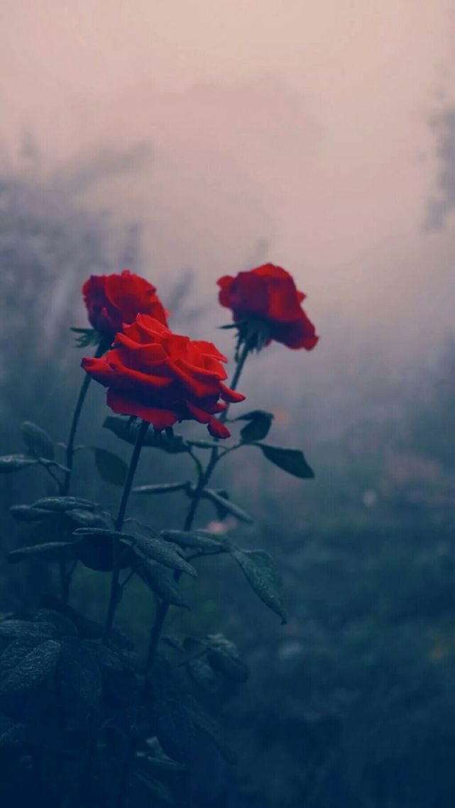 一组玫瑰花壁纸|温柔与浪漫共存
