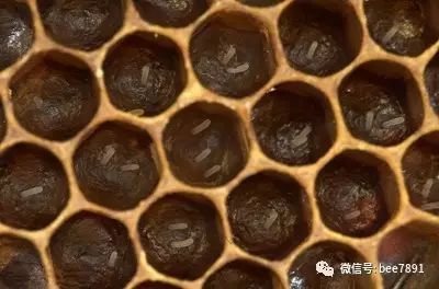 8.工产:失王后工蜂产卵,发育成雄蜂.