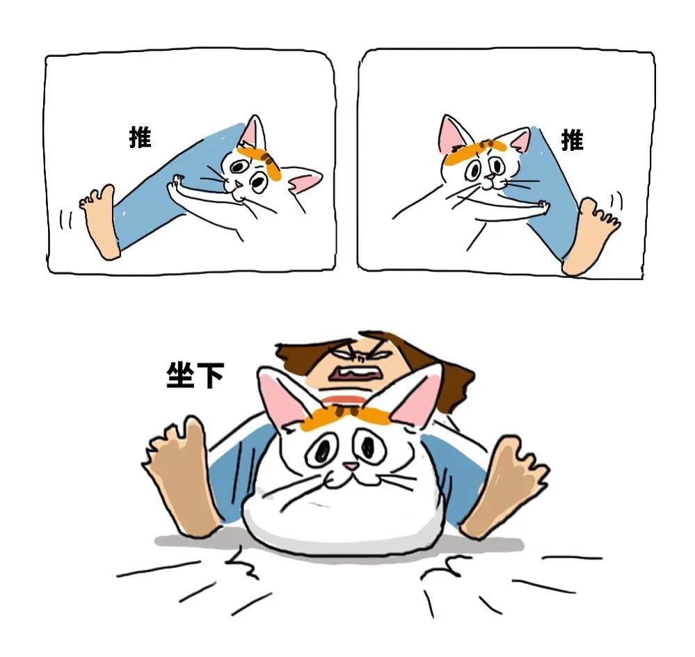 为什么我们总爱吐槽猫猫?因为它们身上的槽点真的太多了!