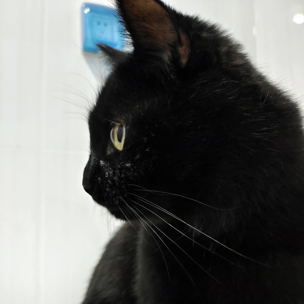 可爱猫咪头像,还可以做情头哦