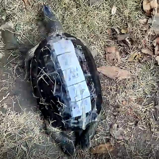 上海一男子苏州河野钓,意外收获带人名的死乌龟,网友:背不动_腾讯新闻