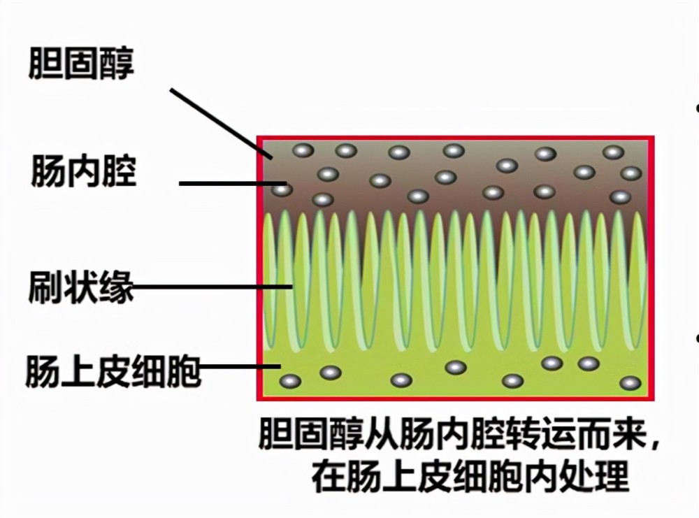 海博麥布一款抑制膽固醇吸收的國產新藥來了