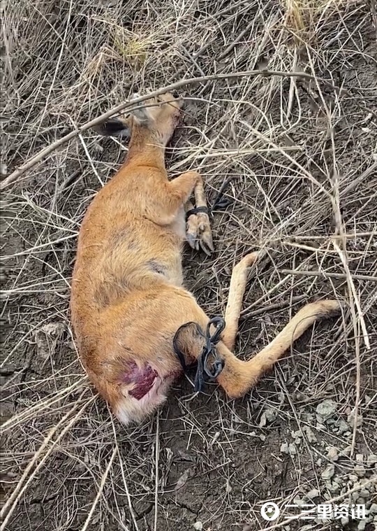 "有只小鹿受伤了"商州上演爱心接力,受伤小鹿得到救助_腾讯新闻