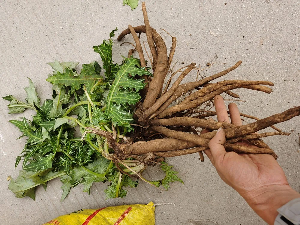 农村全身长刺的野草其根像萝卜价值珍贵20元一斤