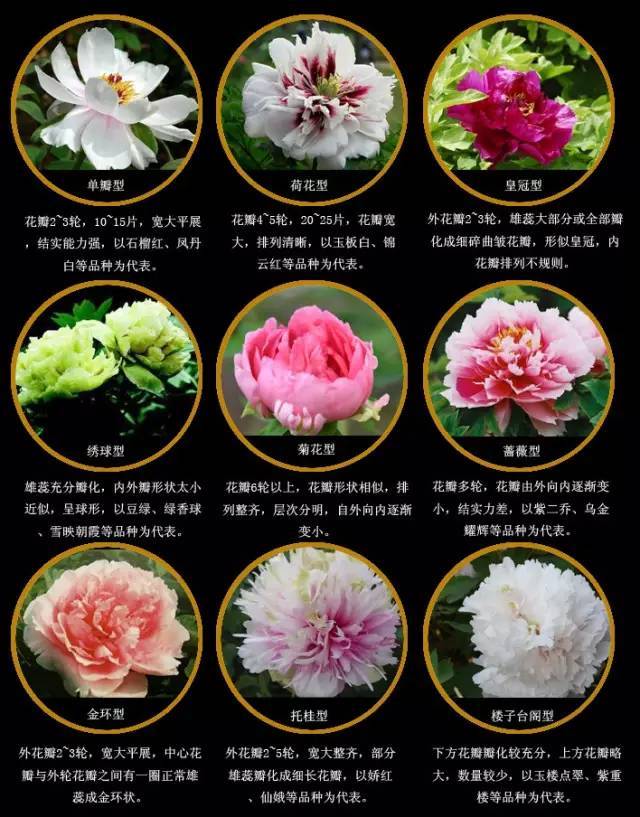 中国十大名花有哪些?(中国十大名花有哪些视频)