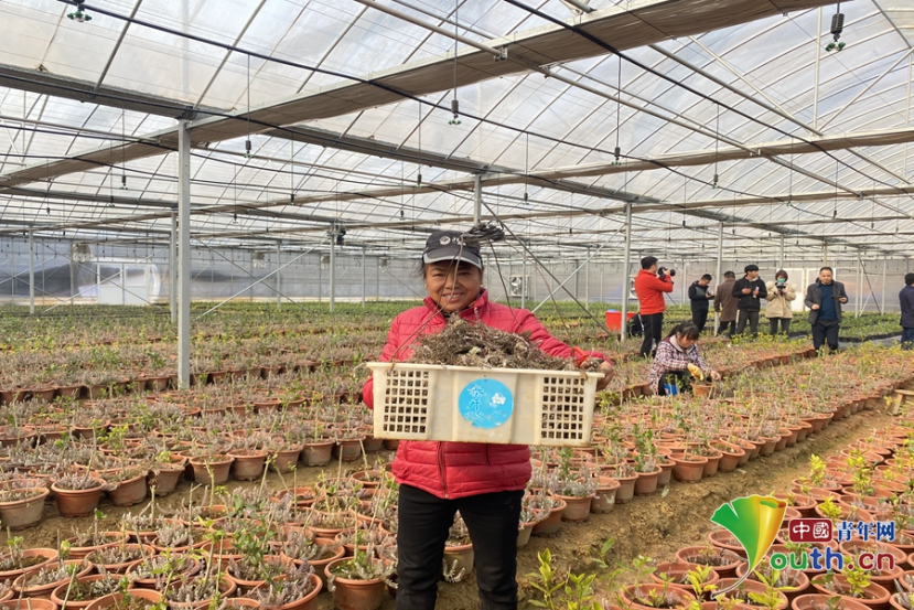 【秀美乡村看宜春】袁州区:小小鹿茸草托起乡村振兴新希望