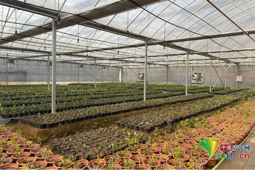 鹿茸草种植基地.邓欣 摄