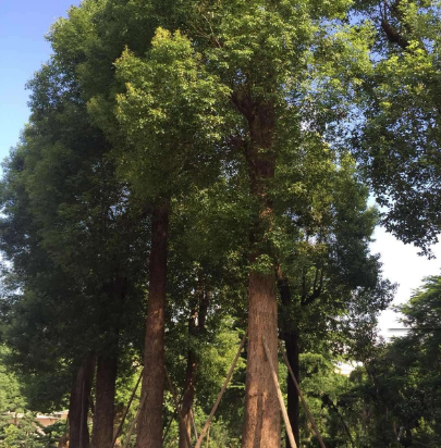 潜山市树|小城香樟