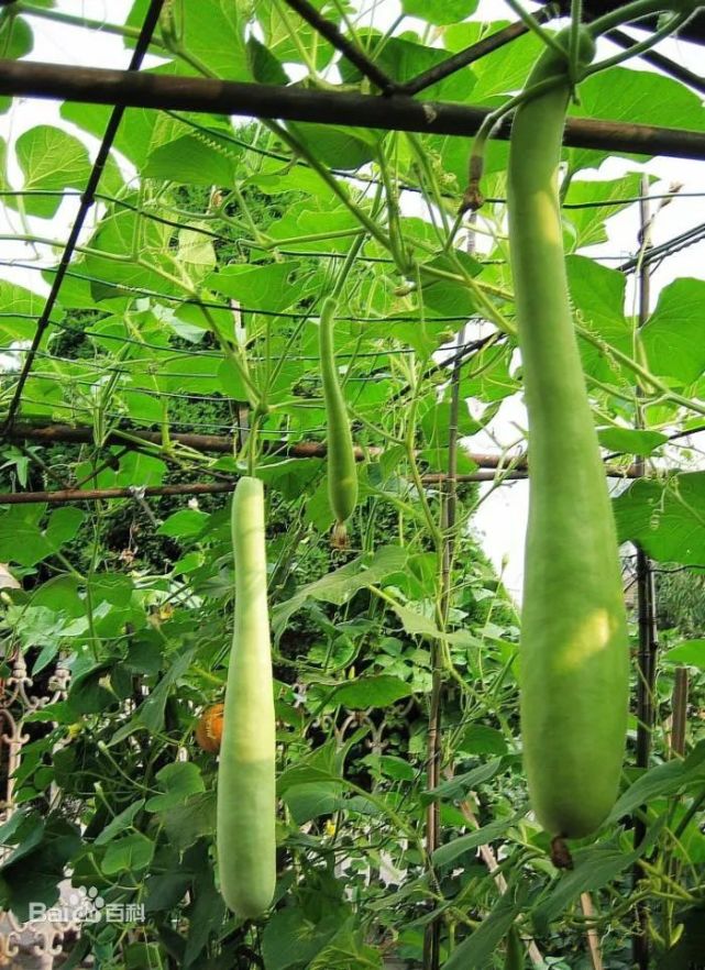 瓠瓜,也叫瓠子.一年生攀缘草本植物.葫芦的变种.