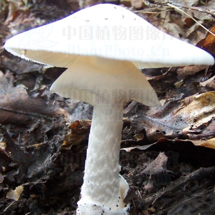 鹅膏菌文章开头儿歌中的红伞伞,白杆杆所描述的蘑菇属于一类毒性很