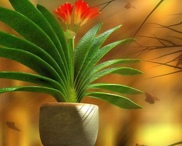 10大 旺运花 家里至少养一盆 漂亮吉祥还 养人 腾讯新闻