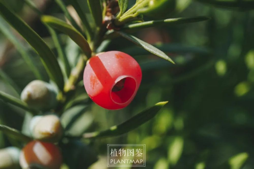 南方红豆杉结"果"了_腾讯新闻