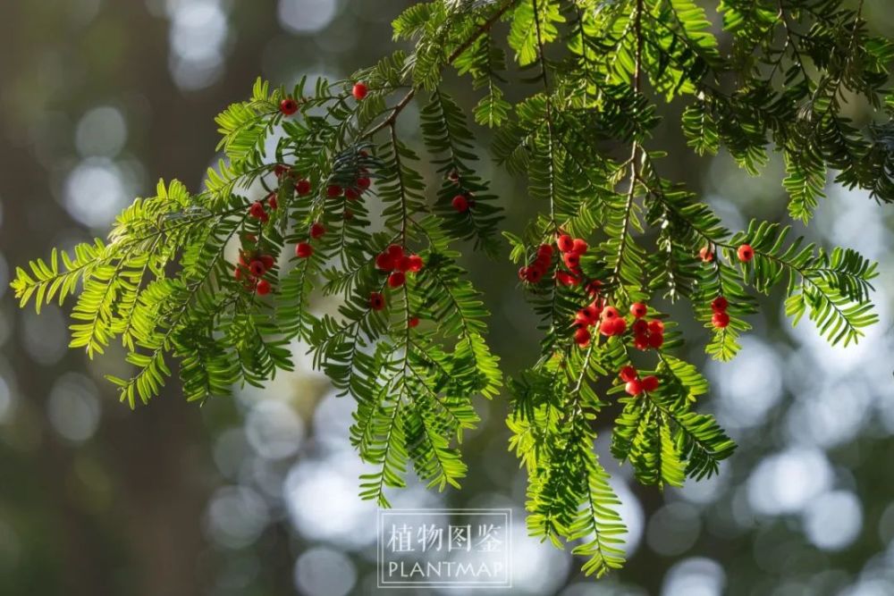 南方红豆杉结"果"了_腾讯新闻