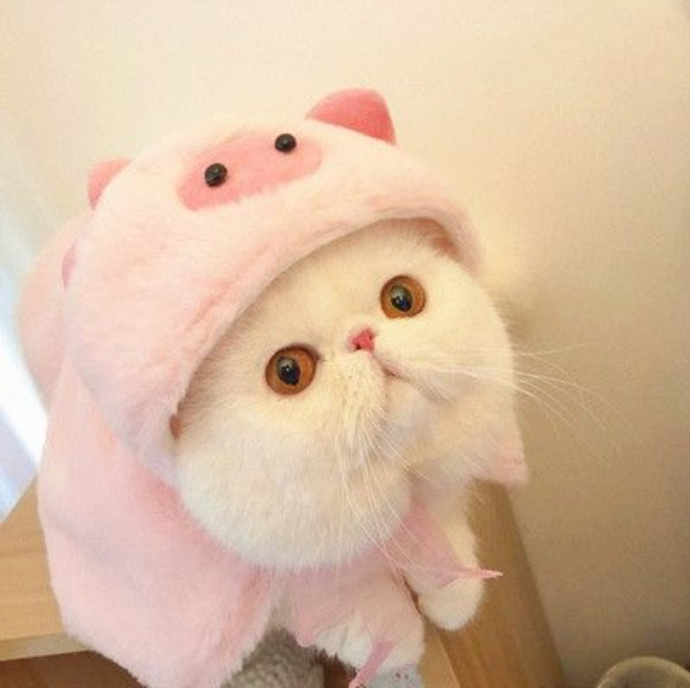 可爱小猫咪呀萌到爆了值得拥有一只