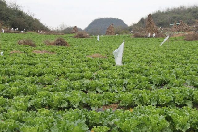 据了解,牛场镇种植麻叶菜300余亩,12月下旬,麻叶菜将迎来丰收,麻叶菜