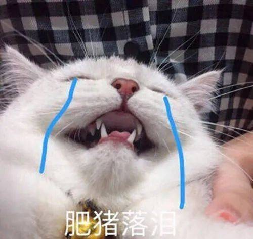 哭泣猫猫头表情包懂了