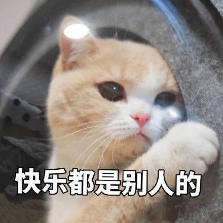 委屈猫猫头表情包快乐都是别人的