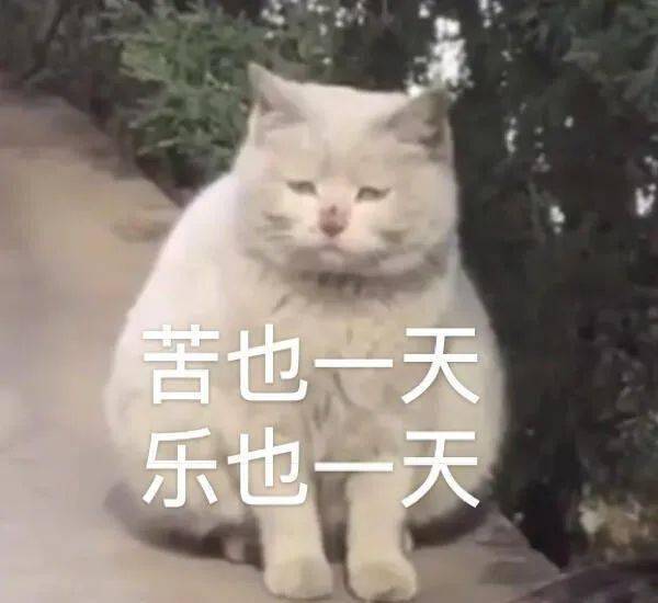 委屈猫猫头表情包快乐都是别人的