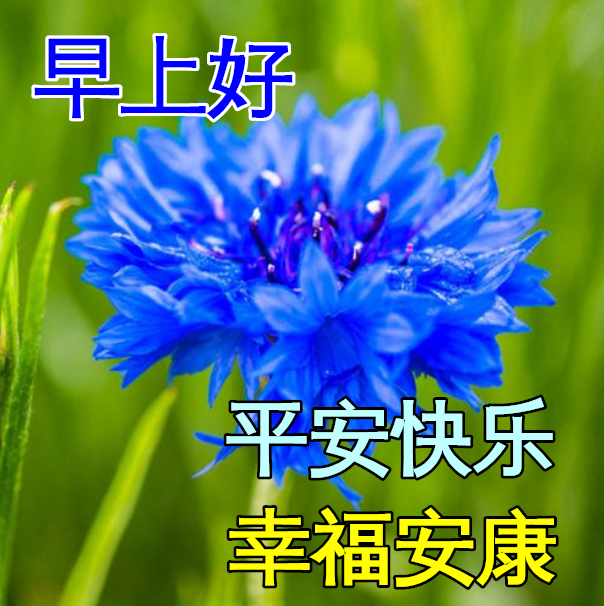 冬日早上好动态表情图片大全早晨好动图美图大全清晨最美早上好问候