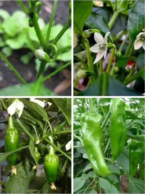 辣椒,别名:牛角椒,长辣椒,菜椒,灯笼椒,拉丁文名:capsicum annuum l.
