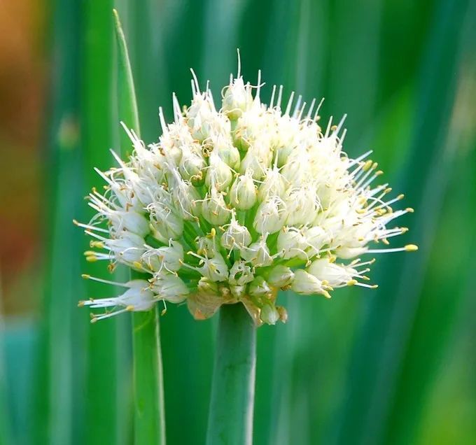 网友:蔬菜的花也美得不像话!_腾讯新闻