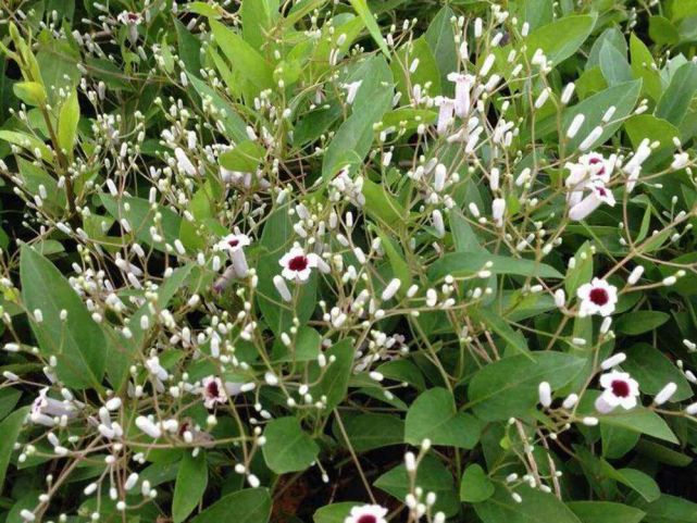 却很高,可消食健脾,南方人常用来煲汤|农村|野菜|药材|鸡矢藤|健脾