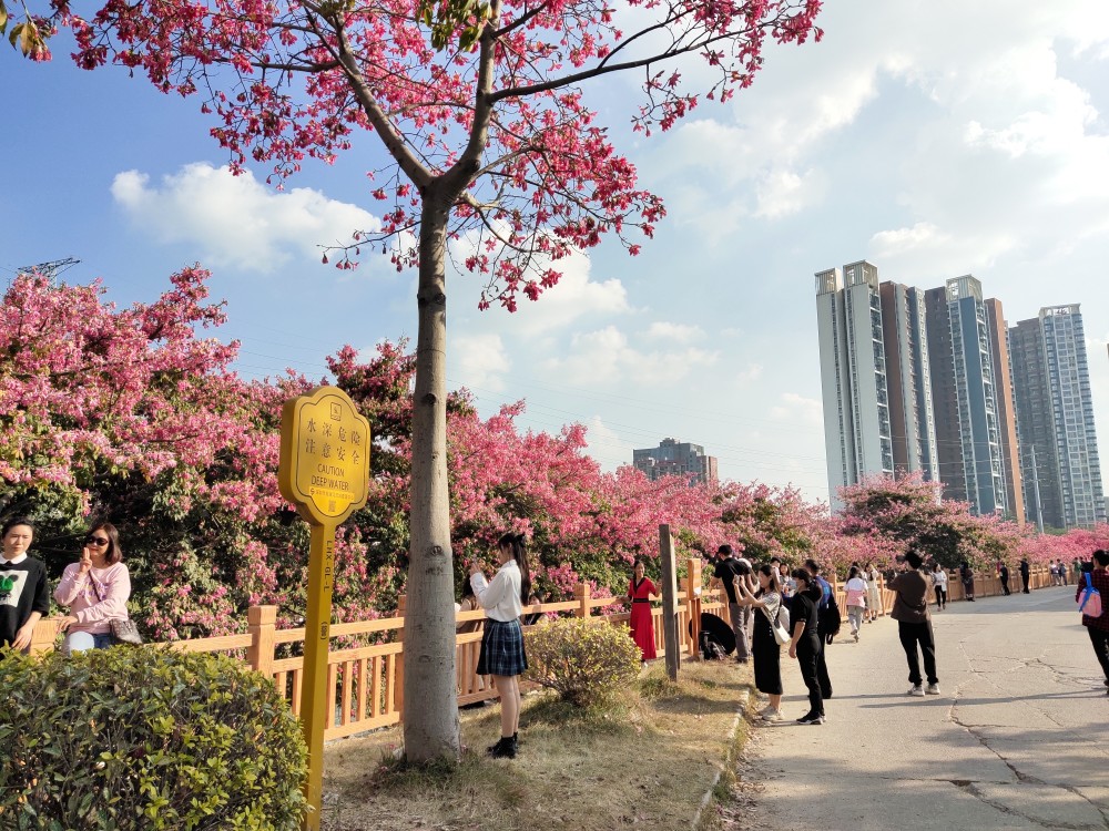 这个冬季深圳最美花海淹没了冬天的寒意