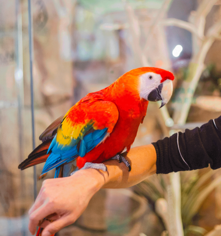 深圳遛娃新去处!2300m超大型室内萌宠物动物乐园等你来