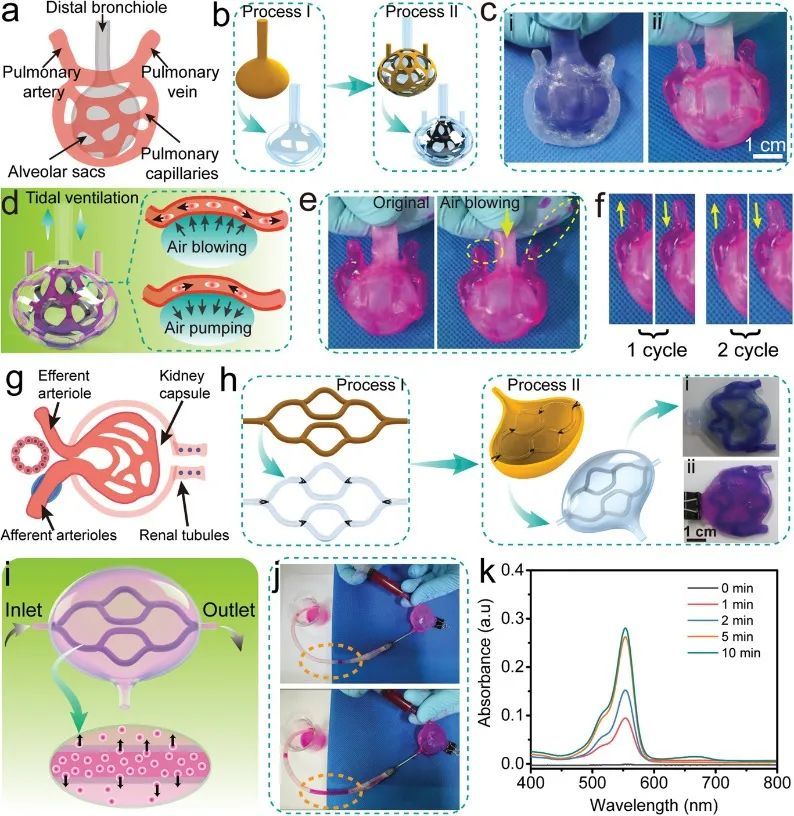 兰州化物所周峰,王晓龙《afm》: 水凝胶人体器官模型!