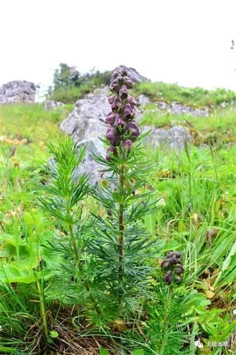 雪上一枝蒿祛风除湿活血镇痛