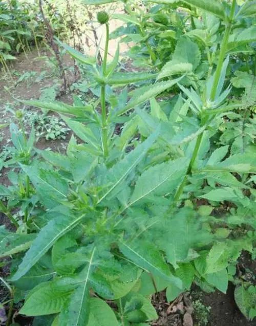 续断补肝肾强筋骨续折伤止崩漏