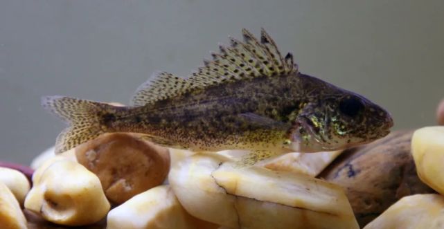 我国唯一流入北冰洋的额尔齐斯河:水生态环境与渔业资源调查