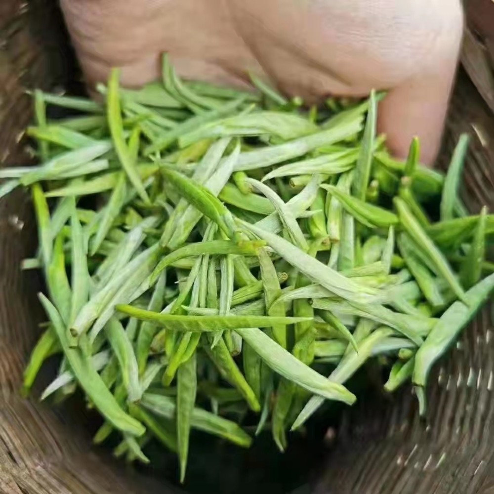 桑植茶图片